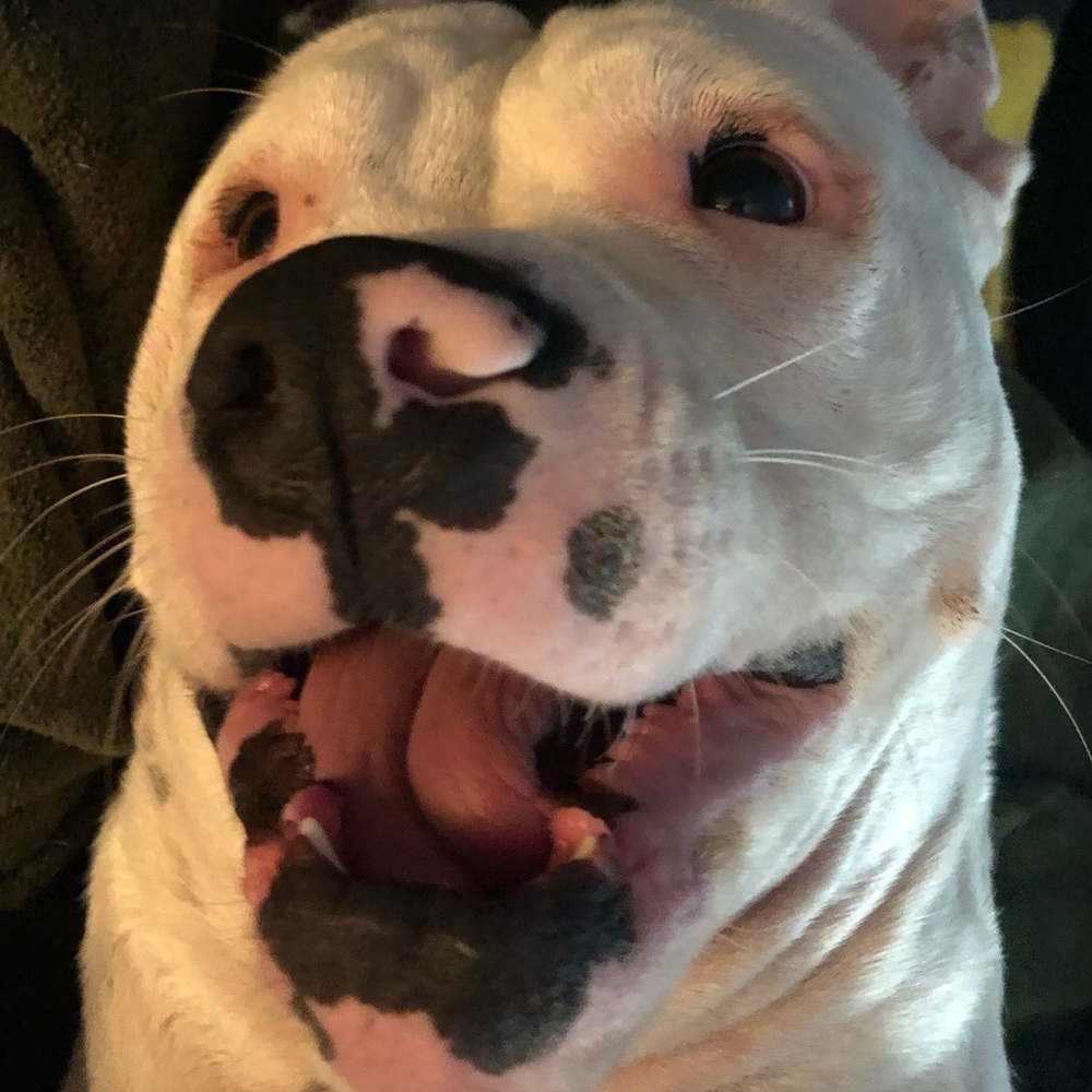 HELP FIGHT CANCER  for sweet rescue Mae!